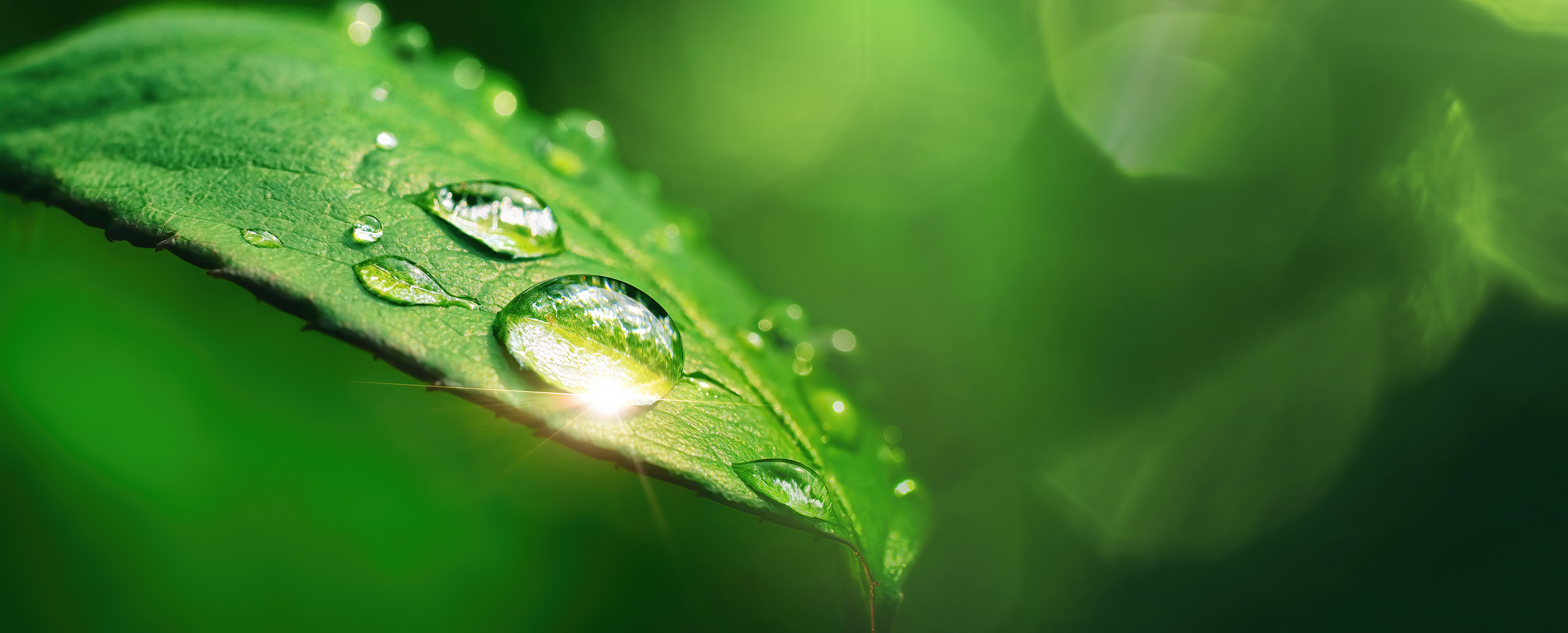 Carbon Offsetting